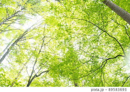 新緑の森 89583693