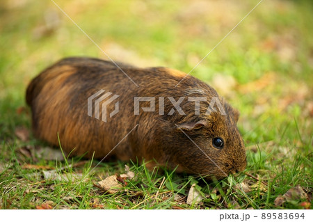 A brown guinea pig eating and munching on grass on a lawn outside on a sunny day 89583694