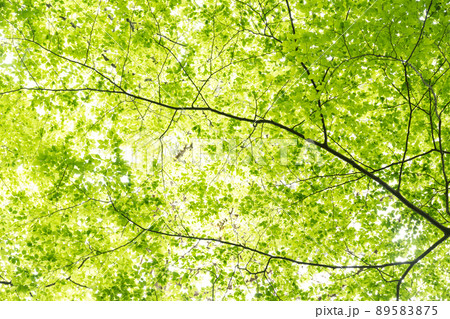 新緑の森 89583875