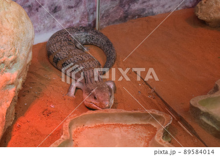 Tanimbar blue tongue skink (Tiliqua scincoides chimaerea). 89584014
