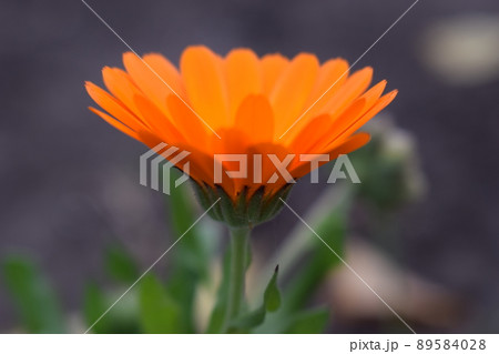 Beautiful Calendula in the garden. Orange calendula flowers. 89584028