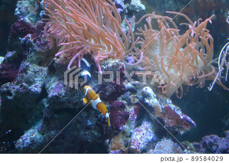 Aquarium fish Black and white fish clown (Amphiprion ocellaris). Clownfish or anemonefish are fishes from the subfamily Amphiprioninae in the family Pomacentridae 89584029