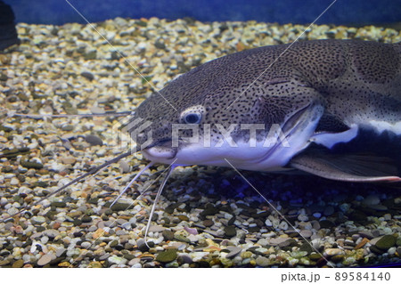 Close up view of catfish swimming in large public aquarium tank at oceanarium Close up view of catfish swimming in large public aquarium tank at oceanarium 89584140