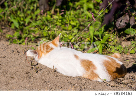 のらねこチビの冒険 のらねこチビの冒険 89584162