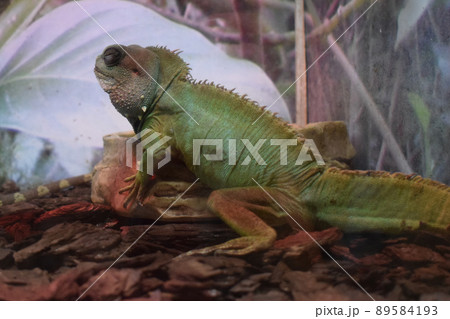 Green Water Dragon. Chinese Water Dragon. Physignathus cocincinus. Green Water Dragon. Chinese Water Dragon. Physignathus cocincinus. 89584193