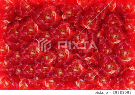 texture red roses flower background, nature, banner, template, name card, object, decor, copy space texture red roses flower background, nature, banner, template, name card, object, decor, copy space 89585095