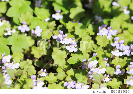 小さな蔦葉海蘭(ツタバウンラン)の花 小さな蔦葉海蘭(ツタバウンラン)の花 89585936
