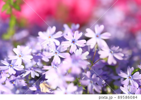 薄紫色の芝桜(シバザクラ)  薄紫色の芝桜(シバザクラ)  89586084