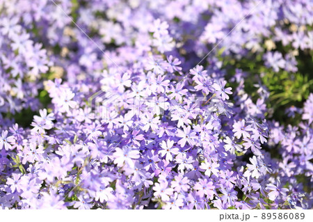 薄紫色の芝桜(シバザクラ)  薄紫色の芝桜(シバザクラ)  89586089