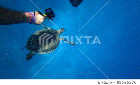 Shoots on an action camera as a turtle swims 89586576
