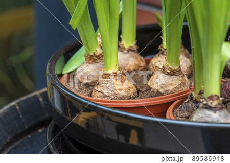 Spring flower bulbs in a pot. Flower market, gardening, greenhouse, home plants. Spring flower bulbs in a pot. Flower market, gardening, greenhouse, home plants. 89586948