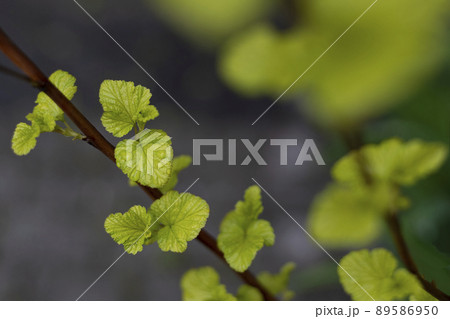 Spring leaves on a bush at the beginning of the spring season, first green spring leaves with a blurry background 89586950
