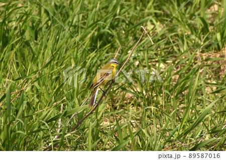 Motacilla flava walking on green grass. 89587016