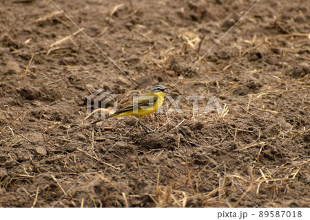 Motacilla flava yellow wagtail looking for food on plowed land. 89587018