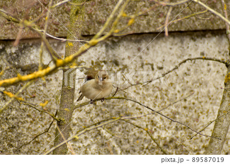 Siskin hides among the branches of a tree. Siskin hides among the branches of a tree. 89587019