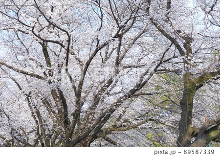 桜まつり(名古屋城 愛知県 名古屋市) 桜まつり(名古屋城 愛知県 名古屋市) 89587339