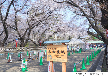 桜まつり(名古屋城 愛知県 名古屋市) 桜まつり(名古屋城 愛知県 名古屋市) 89587342