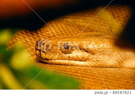 Close up of snake head, Python 89587821