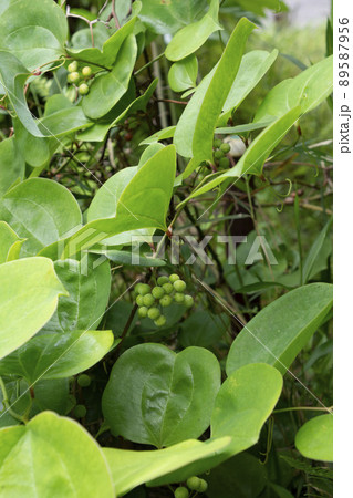 かからん葉　鹿児島県出水市にて 89587956