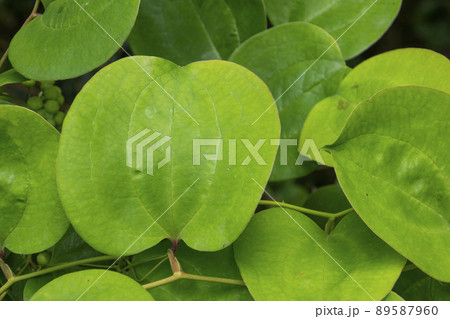 かからん葉 鹿児島県出水市にて かからん葉 鹿児島県出水市にて 89587960