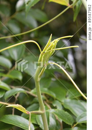 かからん葉　鹿児島県出水市にて 89587962