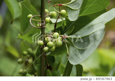 かからん葉　鹿児島県出水市にて 89587963