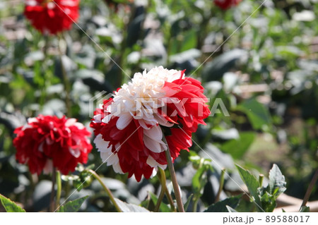 初夏から秋にかけて咲く「ダリア」/紅白の花 初夏から秋にかけて咲く「ダリア」/紅白の花 89588017