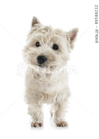 West Highland white terrier 89588232