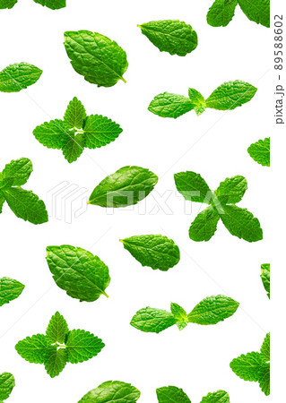 Background of fresh mint leaves on white backdrop 89588602
