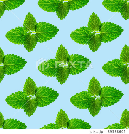 Seamless pattern of fresh mint leaves on blue background Seamless pattern of fresh mint leaves on blue background 89588605