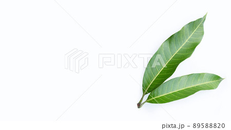 Mango leaves on white background. Mango leaves on white background. 89588820