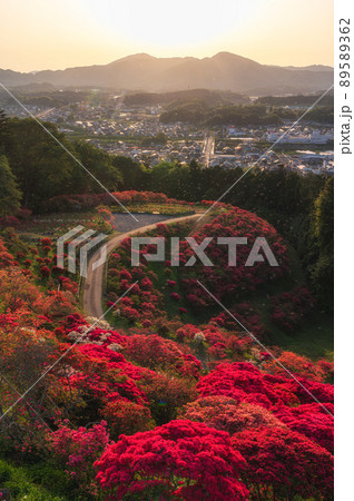 茨城県笠間市 笠間つつじ公園のつつじ祭り 茨城県笠間市 笠間つつじ公園のつつじ祭り 89589362