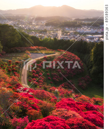 茨城県笠間市　笠間つつじ公園のつつじ祭り 89589363