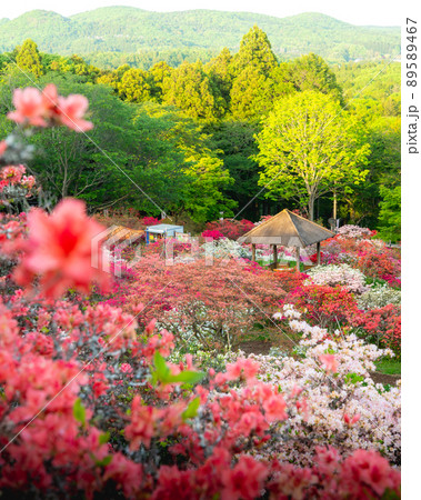 茨城県笠間市 笠間つつじ公園のつつじ祭り 茨城県笠間市 笠間つつじ公園のつつじ祭り 89589467