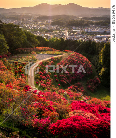茨城県笠間市 笠間つつじ公園のつつじ祭り 茨城県笠間市 笠間つつじ公園のつつじ祭り 89589476