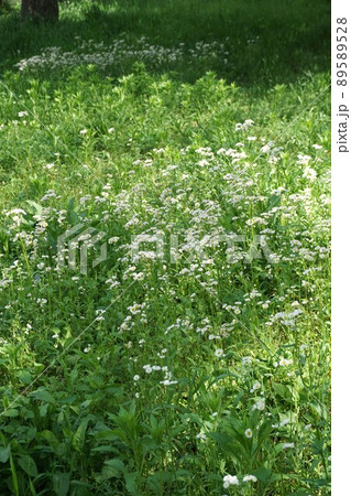 春の公園で一面に咲くハルジオンの花 春の公園で一面に咲くハルジオンの花 89589528