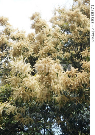 満開のツブラジイの雄花 満開のツブラジイの雄花 89589771