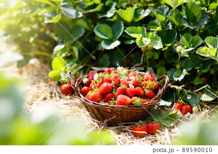 Strawberry field on fruit farm. Berry in basket. 89590010
