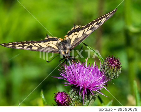 アザミとアゲハ 89590079