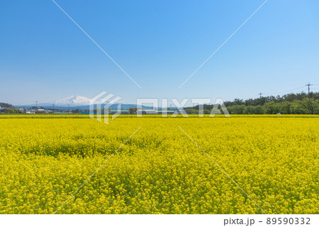 菜の花畑 菜の花畑 89590332
