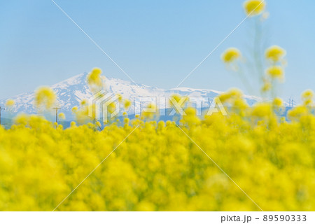 菜の花畑 菜の花畑 89590333
