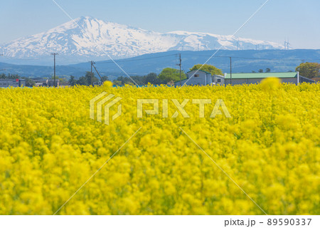 菜の花畑 菜の花畑 89590337