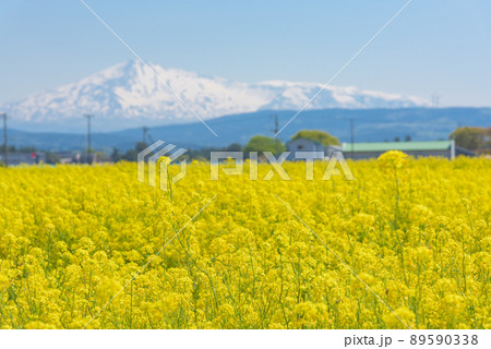 菜の花畑 89590338