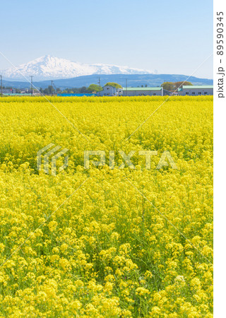 菜の花畑 菜の花畑 89590345