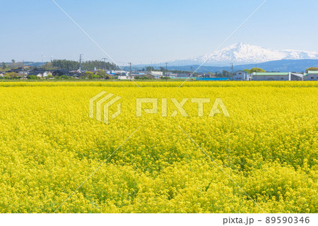 菜の花畑 89590346