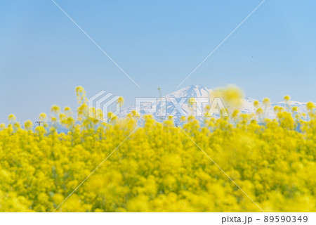 菜の花畑 菜の花畑 89590349