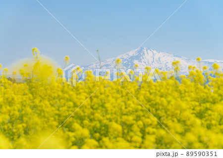 菜の花畑 89590351