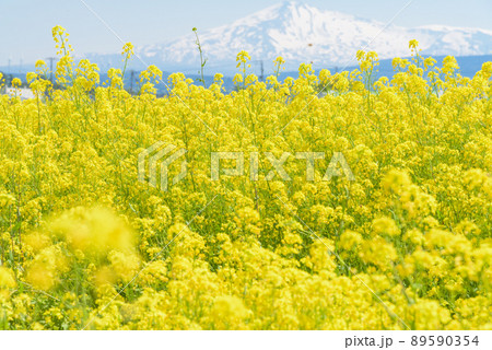 菜の花畑 89590354