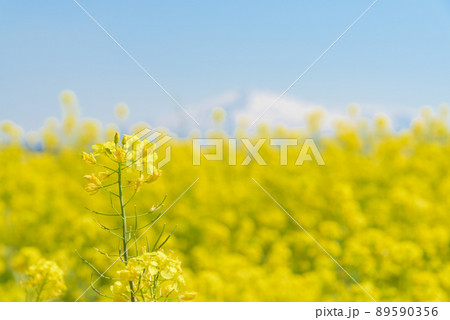 菜の花畑 89590356