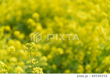 菜の花畑 89590358
